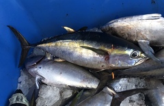 Thunnus atlanticus