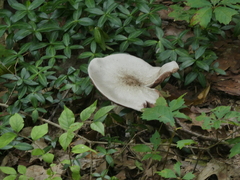 Agaricus placomyces