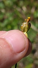 Xyris montana