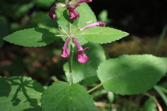 Stachys chamissonis cooleyae