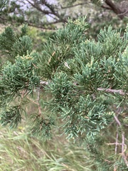 Juniperus virginiana