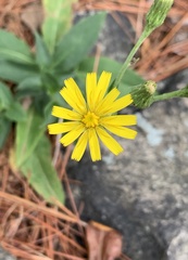 Hieracium lachenalii