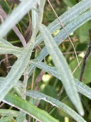 Anaphalis margaritacea