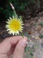 Sonchus oleraceus