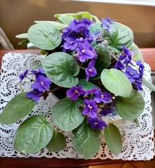 Streptocarpus ionanthus