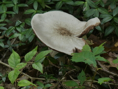 Agaricus placomyces