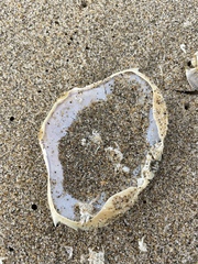 Metacarcinus magister