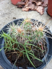Echinocereus cinerascens