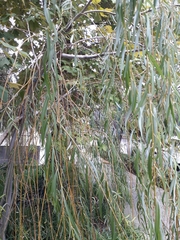 Salix babylonica