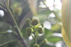 Olmediella betschleriana