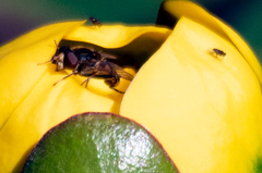 Parhelophilus rex
