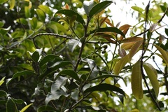 Olmediella betschleriana
