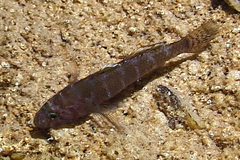 Gammogobius steinitzi