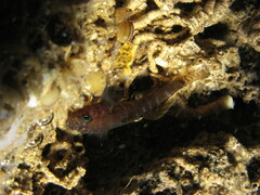 Gammogobius steinitzi