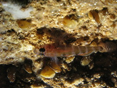 Gammogobius steinitzi