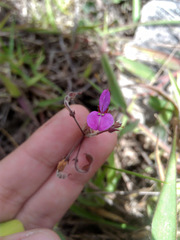 Desmodium molliculum
