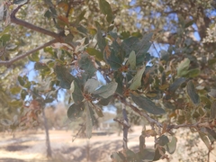 Quercus douglasii