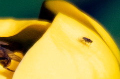 Brachycera