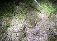 Sistrurus tergeminus