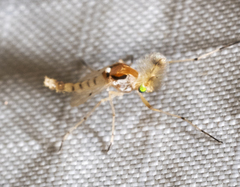 Coelotanypus tricolor