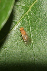 Acalyptratae