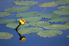Nuphar variegata