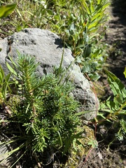 Abies lasiocarpa