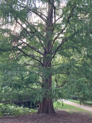 Taxodium distichum