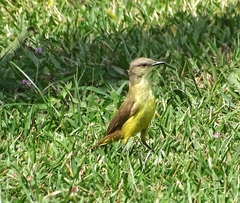 Machetornis rixosa