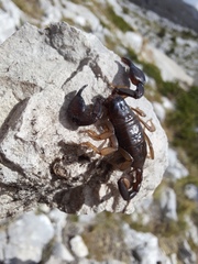 Euscorpius