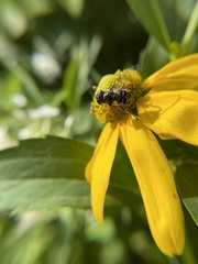 Eristalis dimidiata