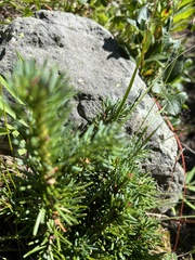 Abies lasiocarpa