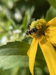 Eristalis dimidiata