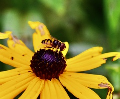 Eristalis transversa
