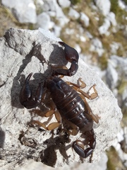 Euscorpius