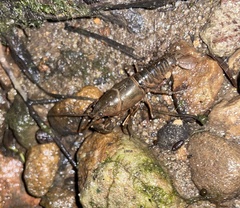 Cambarus bartonii