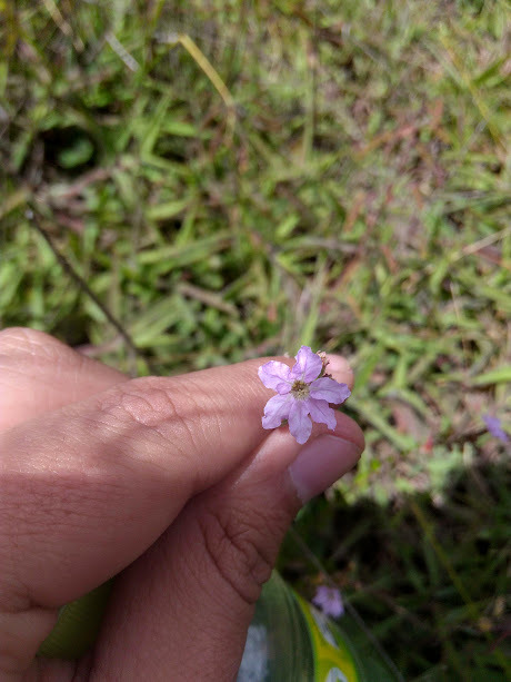 Cuphea ciliata (Cuphea ciliata)