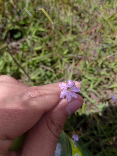 Cuphea ciliata (Cuphea ciliata)