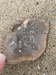 Metacarcinus magister