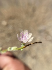 Stephanomeria