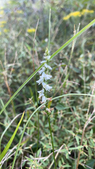 Spiranthes lacera