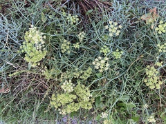Crithmum maritimum