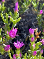 Drosanthemum asperulum