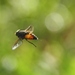 Bright Horse Fly - Photo (c) James Bailey, some rights reserved (CC BY-NC), uploaded by James Bailey