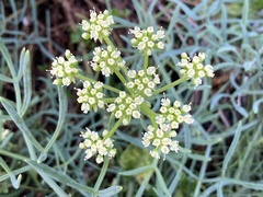 Crithmum maritimum