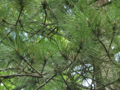 Pinus resinosa