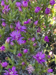 Drosanthemum asperulum