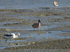 Recurvirostra americana