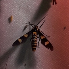 Phoenicoprocta hampsonii