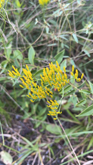 Solidago odora